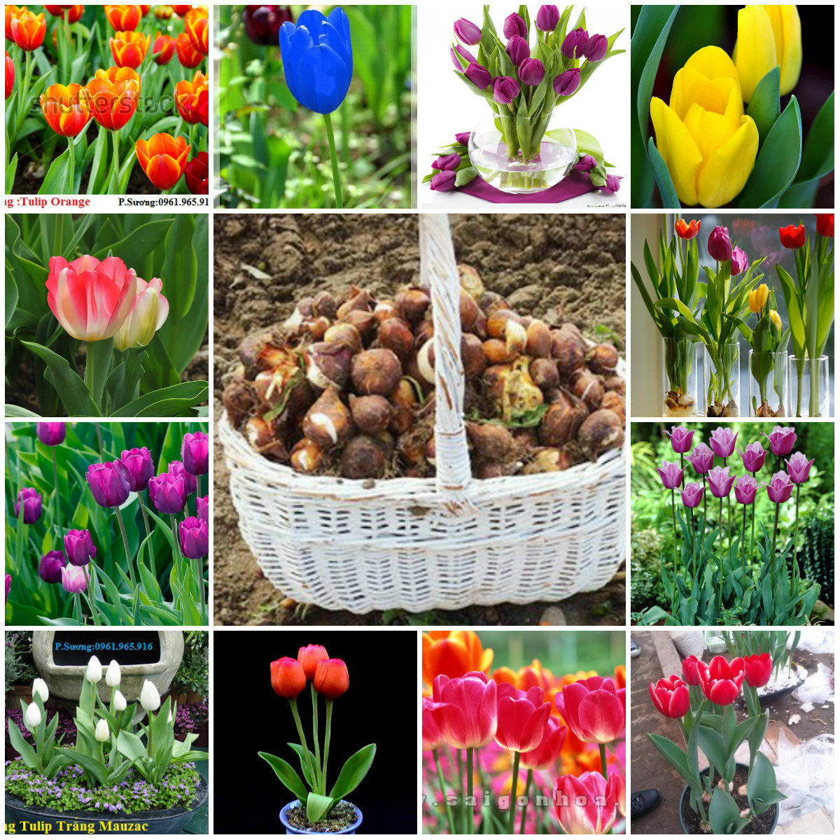 CỦ HOA TULIP NHIỀU MÀU( MUA 10 CỦ TẶNG 1 CỦ)