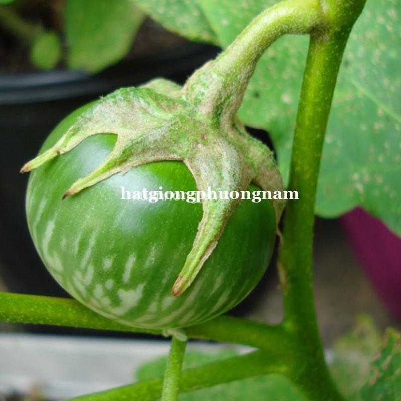 1 GR - HẠT GIỐNG CÀ DĨA SỌC XANH