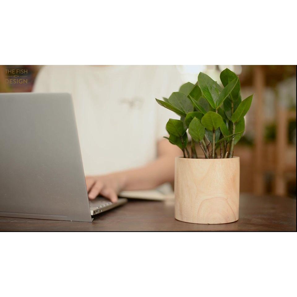 Chậu cây Kim Tiền phong thủy hợp với những người mệnh Mộc, Hỏa, Kim và Thổ, tượng trưng cho sự tiến về phía trước, đem nhiều may mắn và tài lộc | size L | The Fish Design