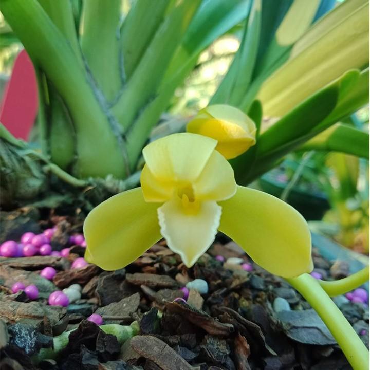 Phân tan chậm thông minh Rynan Flowermate 220 NPK 12-12-20 150g