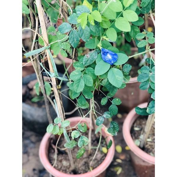 Cây hoa đậu biếc hay bông biếc sử dụng hoa nấu chè, nấu xôi, pha trà uống đều rất hiệu quả.