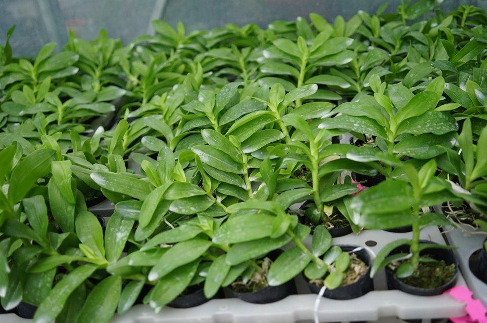 Phi điệp 5 cánh trắng BẢO DUY, phi điệp đột biến Bảo Duy, hàng gieo hạt tách ki mẹ