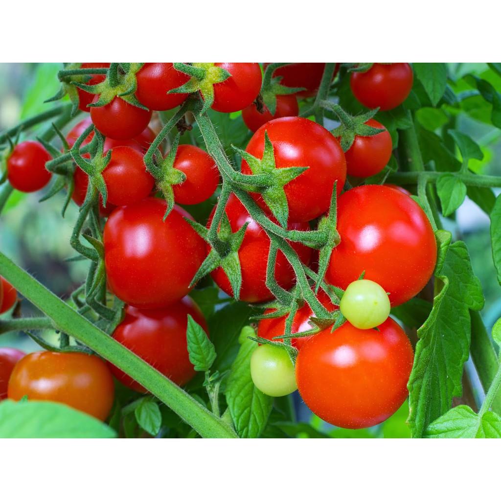 Hạt giống cà chua cherry đỏ - 50 hạt
