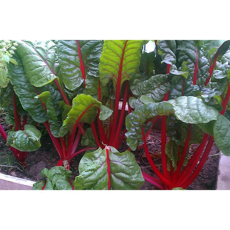 Hạt giống cải cầu vồng
