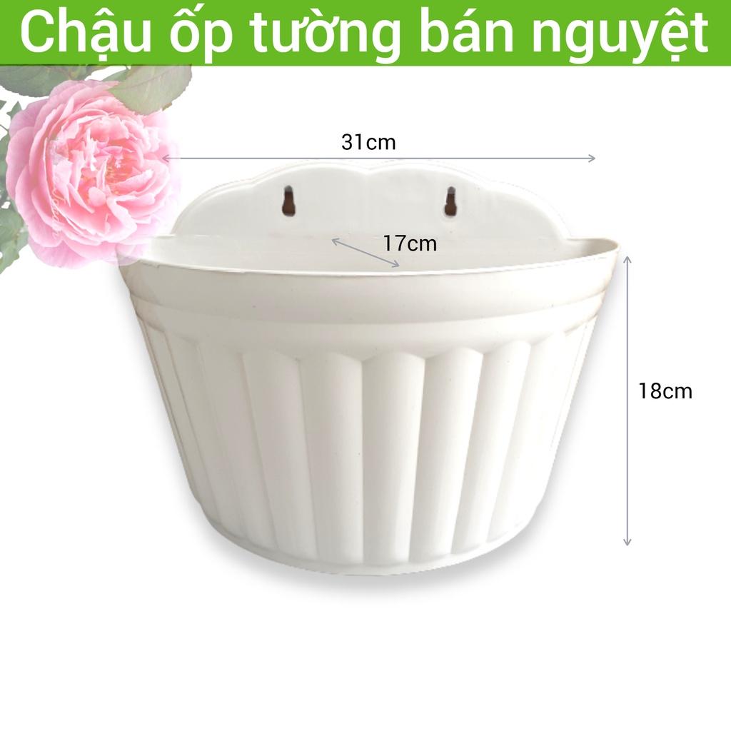 Chậu ốp tường hình bán nguyệt 31x17x18cm