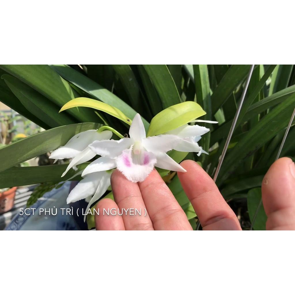 Cốc lan phi điệp đột biến 5 cánh trắng PHÙ TRÌ , hoa cực đẹp, cực hiếm, hàng gieo hạt, cây y hình