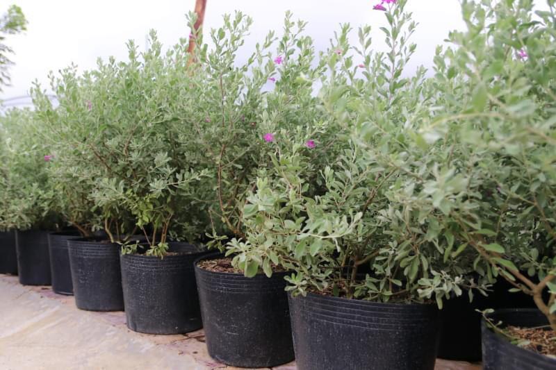 Cây tuyết sơn phi hồng, chậu cây tuyết sơn phi hồng, giống cây đẹp hoa đẹp chuẩn giống cam kết chất lượng
