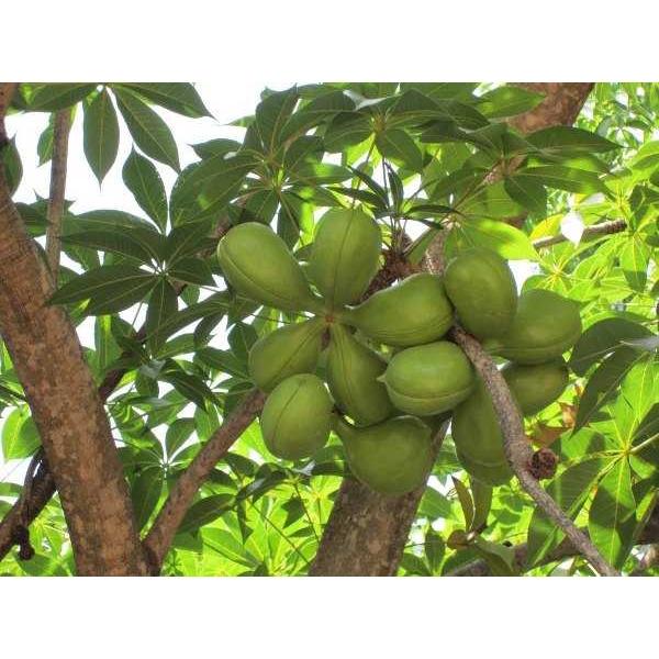 1 KG HẠT GIỐNG CÂY MỦ TRÔM