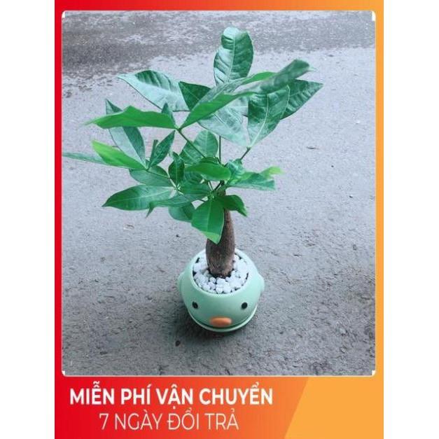 Chậu Kim Ngân 1 Thân