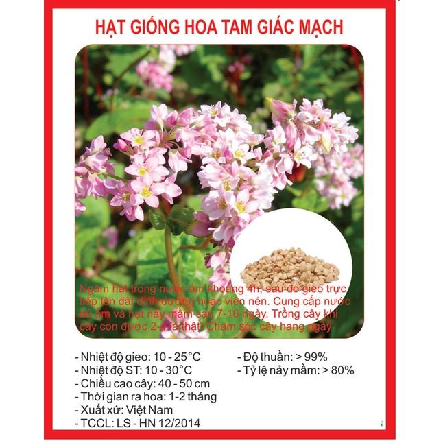 Hạt giống hoa tam giác mạch CT174 - Gói 100 hạt