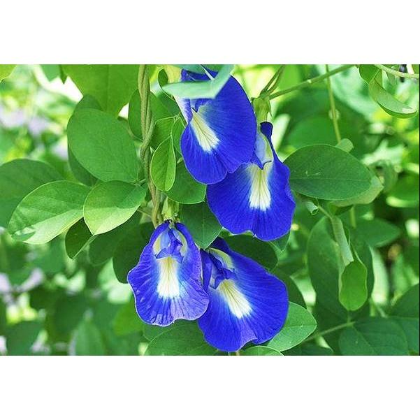 Hạt giống hoa đâu biếc hoa cánh đơn - Gói 20 hạt