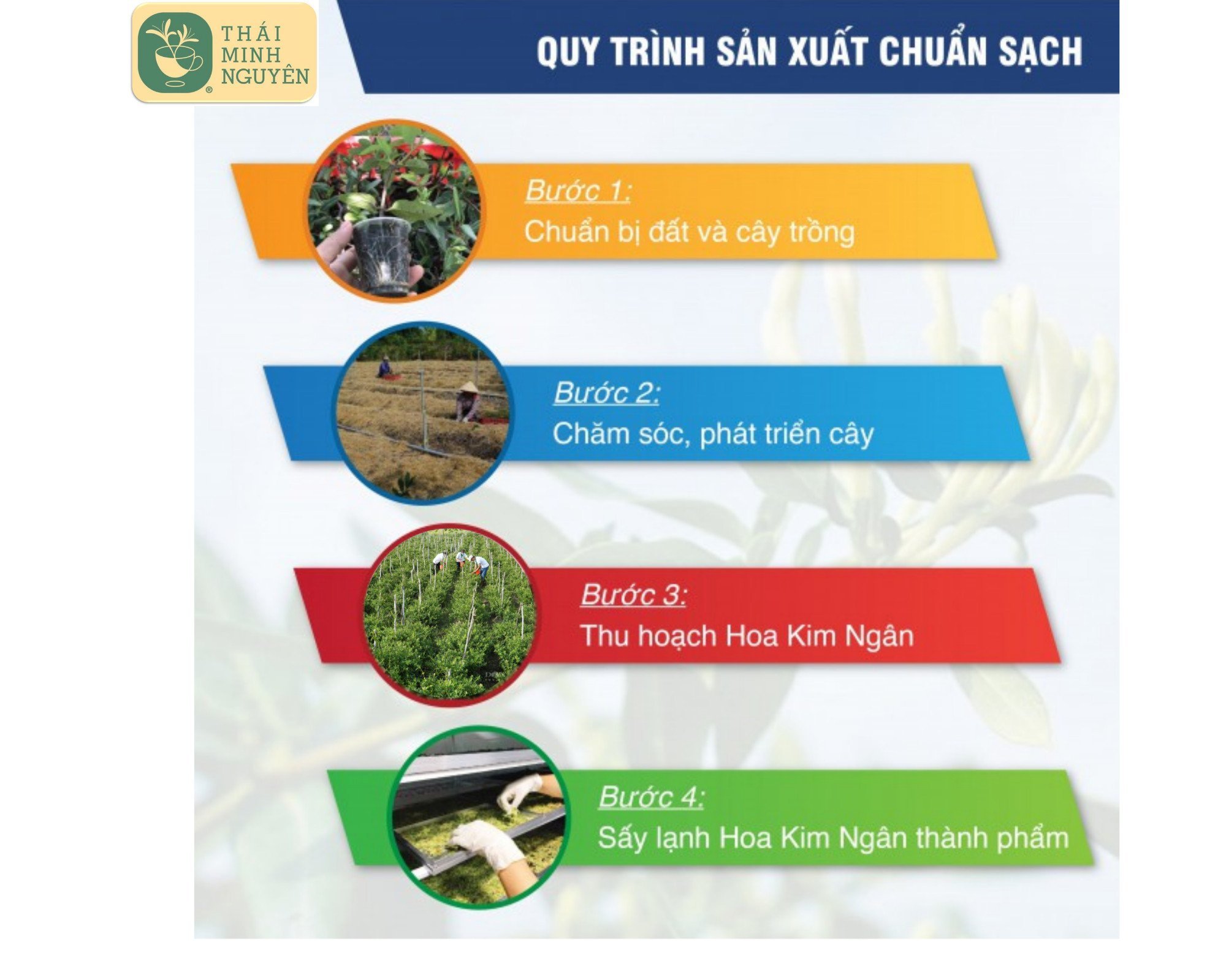 TRÀ KIM NGÂN TÚI LỌC 20G - THÁI MINH NGUYÊN