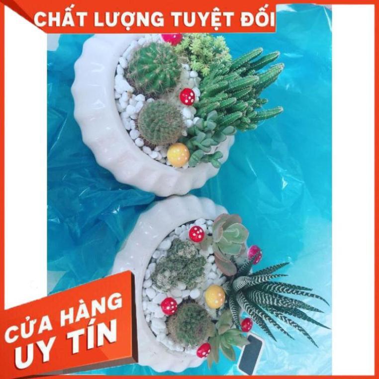 Chậu móng rồng mix Nhiều Người Mua