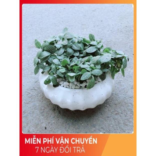 Chậu Cẩm Nhung