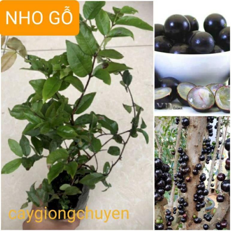 CÂY GIỐNG NHO GỖ