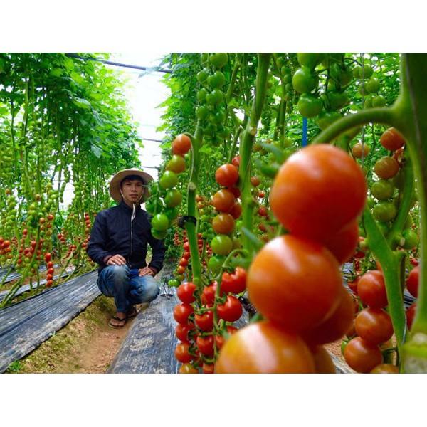Gói 150 hạt giống cà chua chuỗi ngọc lai F1 Loại Siêu Dễ Trồng &amp; Dễ Thu Hoạch kháng bệnh tốt Cửa Hàng Hạt Giống Uy Tín