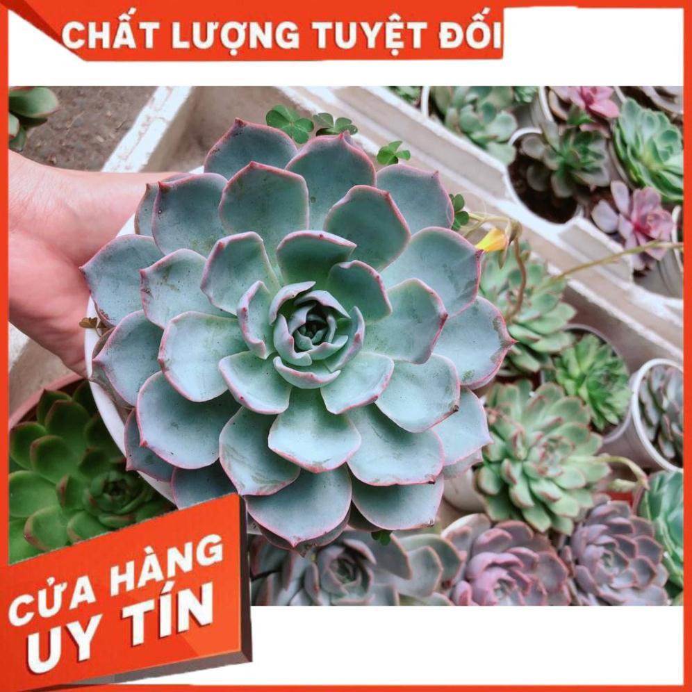 Sen đá hồng phấn Nhiều Người Mua