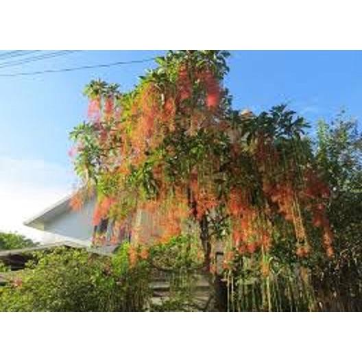 Hạt giống cây lộc vừng hoa đỏ - 1 Gói 5 hạt