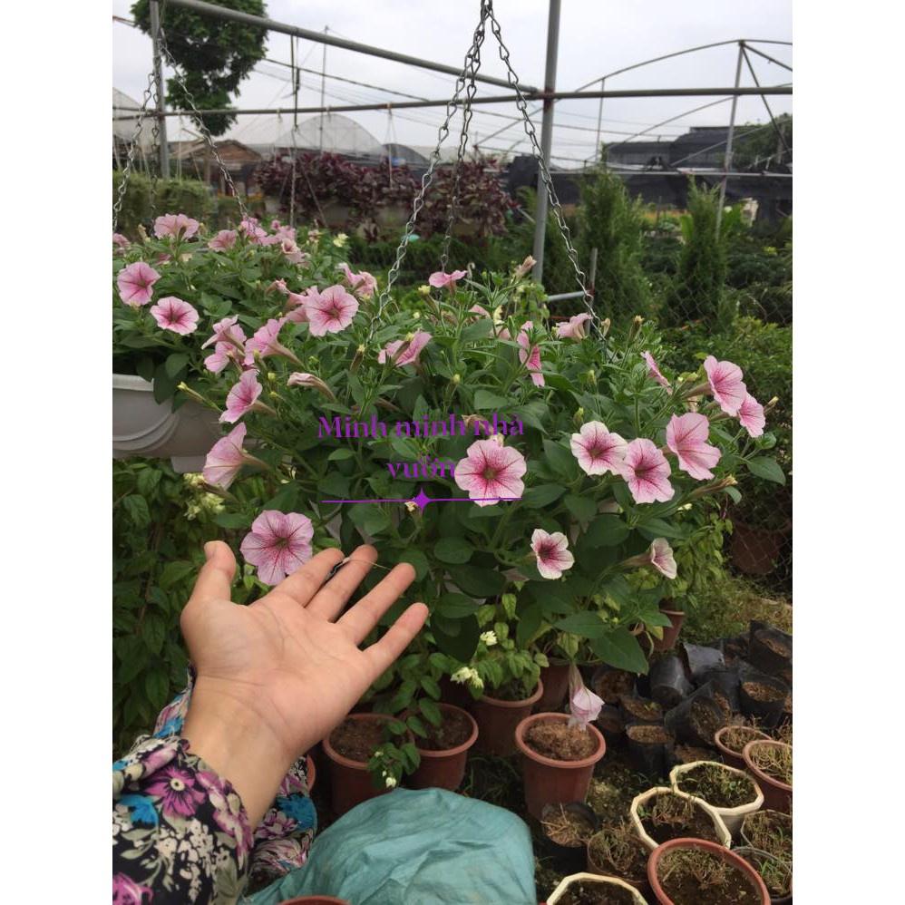 Dạ yến thảo. F1