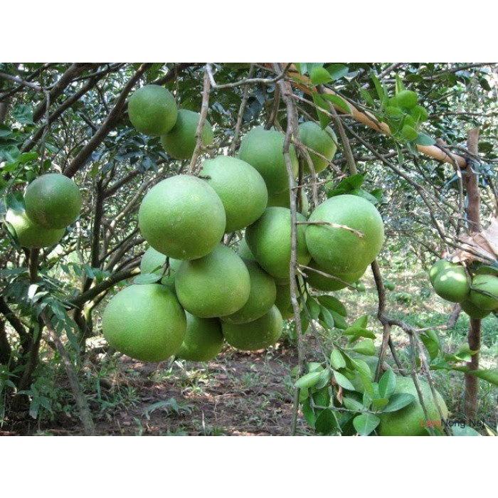 Cây giống bưởi da xanh miền nam