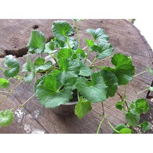 1kg rau má ta tươi,sạch tự nhiên nhà trồng