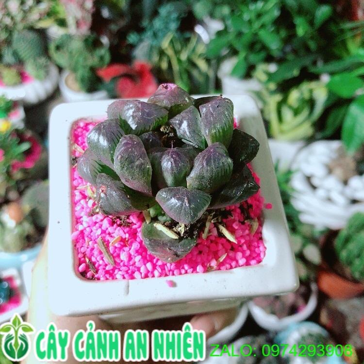 Chậu Cây Kim Cương  Màu Tím