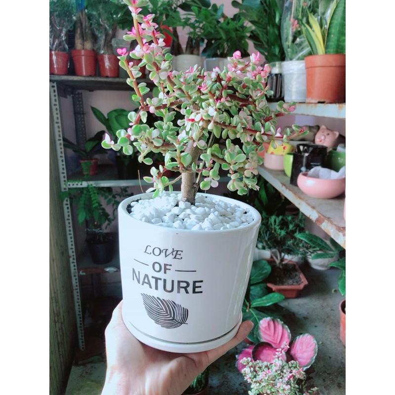 Chậu Cây Cành Vàng Lá Ngọc