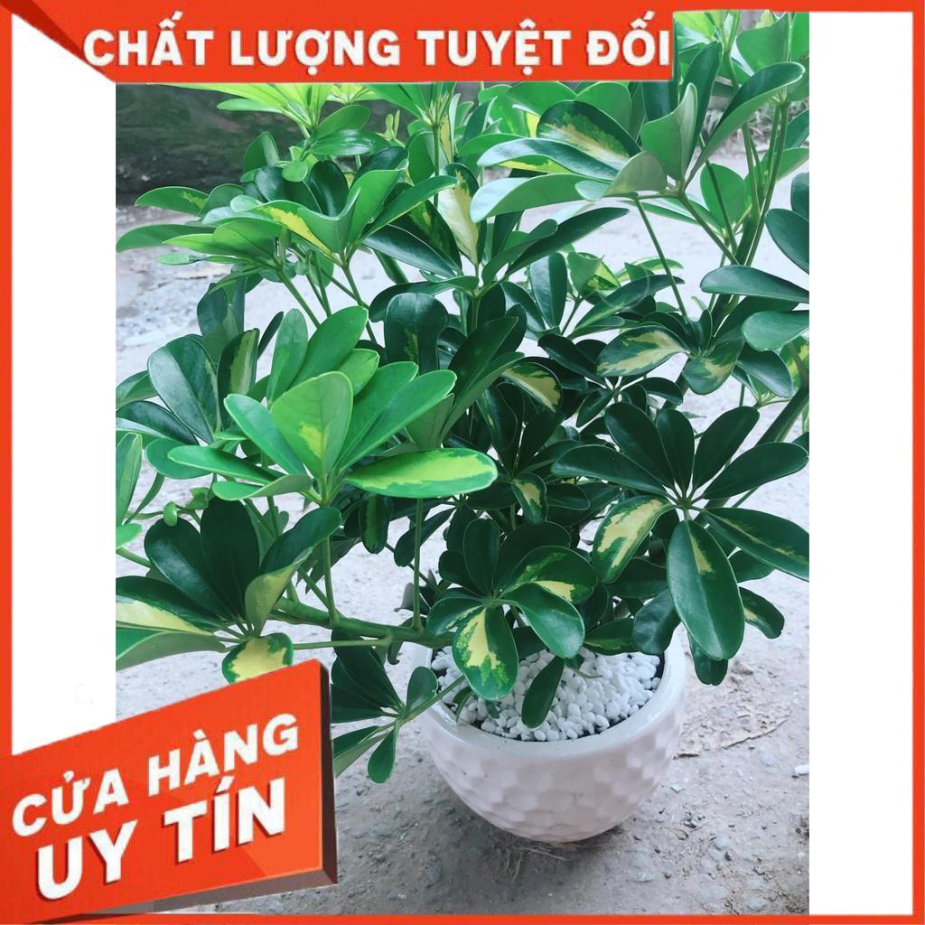 Chậu cây ngũ gia bì size đại Nhiều Người Mua