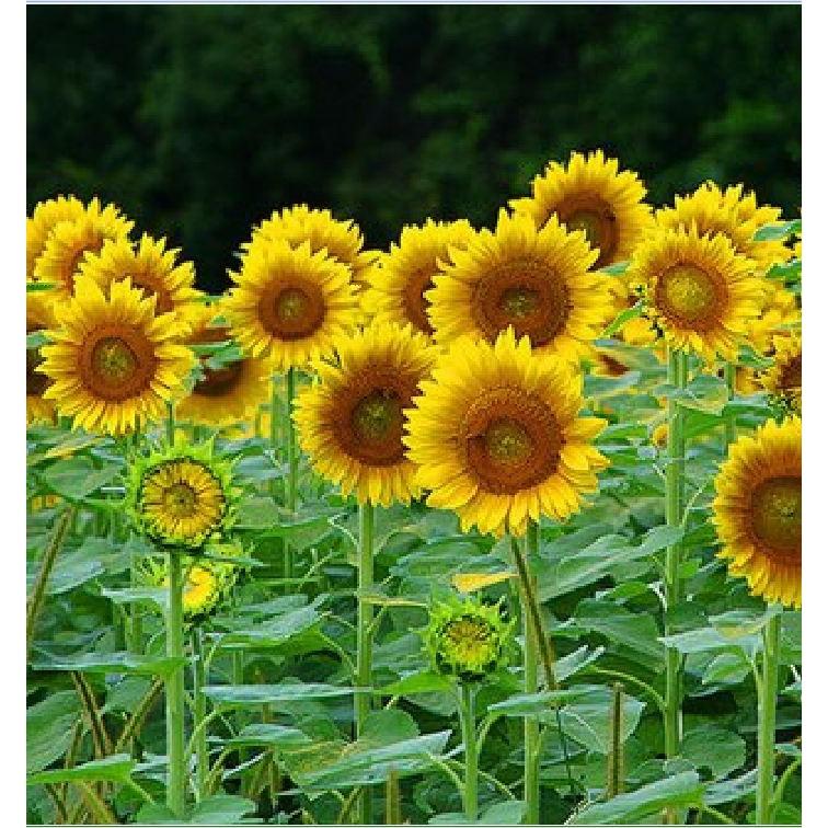 Hạt giống hoa hướng dương cao 120cm 30 hạt/gói