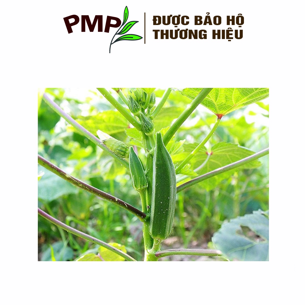 Hạt Giống Đậu Bắp PMP 5g