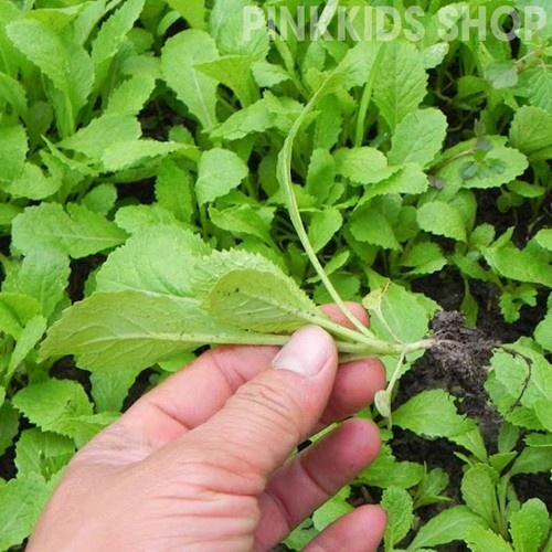 Hạt giống rau cải ăn non baby KNS3390 - 1 gói 10gram