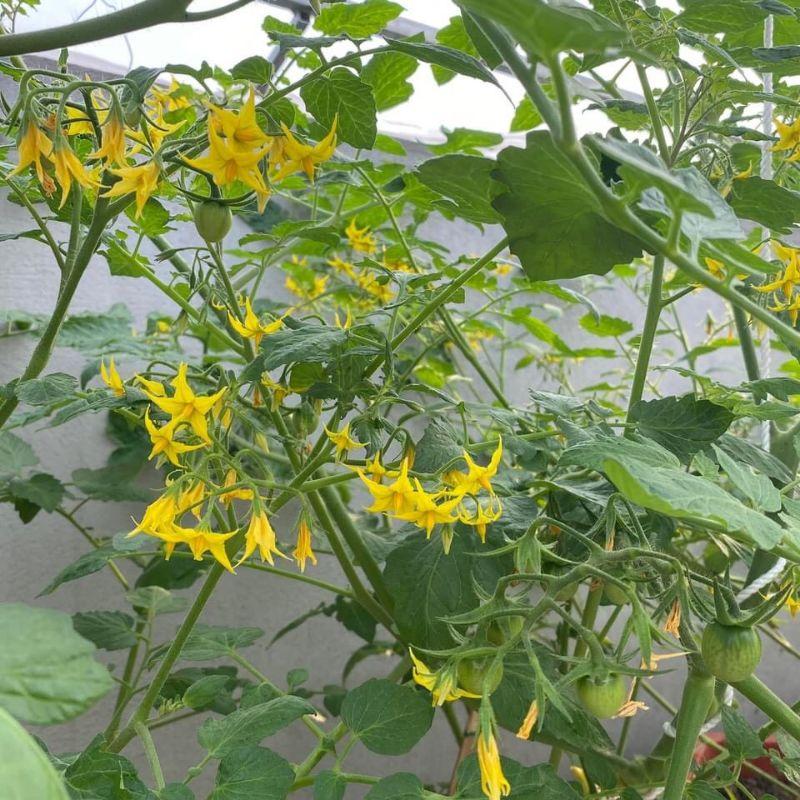 Chế phẩm diệt côn trùng, phấn trắng, bọ trĩ, chích hút cam bưởi, cà chua