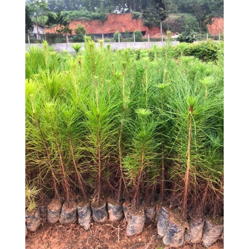 Hạt giống cây thông caribe (  Pinus caribaea ) - Gói 5 Hạt KNS3