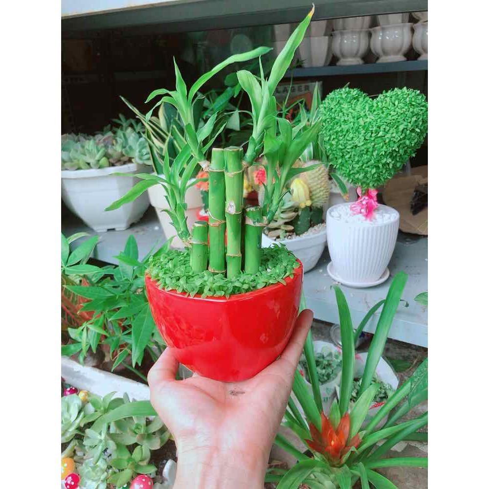 Chậu trúc phát tài Bán Chạy