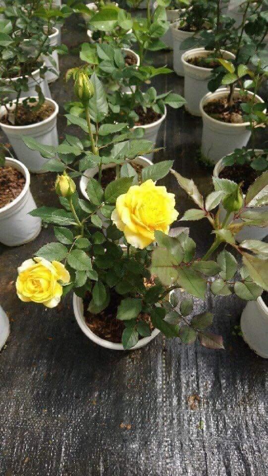 Hoa hồng đà lạt nguyên chậu đủ màu
