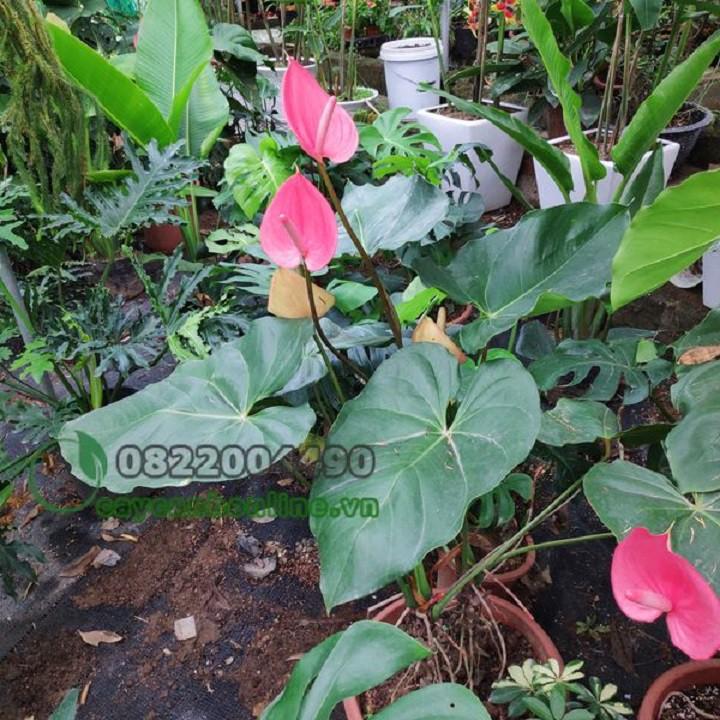 Chậu cây hồng môn MÀU HỒNG ĐẬM, cây phong thủy để bàn cho gia chủ vượng khí , nhiều tài lộc - nchmmhd