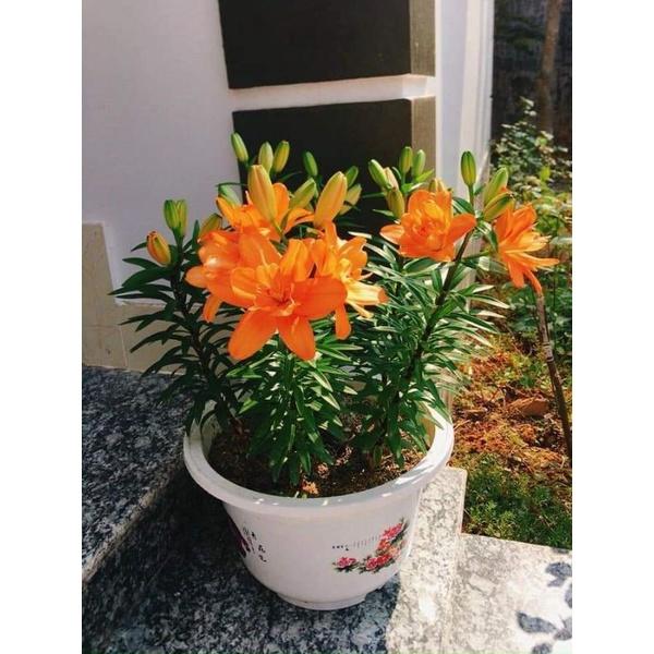 Ly lùn hoa chơi tết co đủ màu)