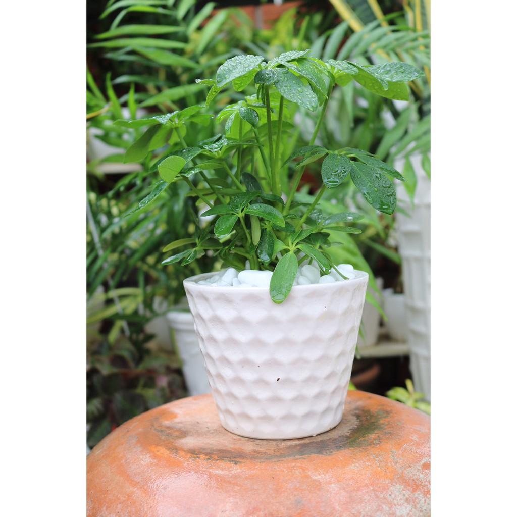 Chậu cây Ngũ Gia Bì để bàn