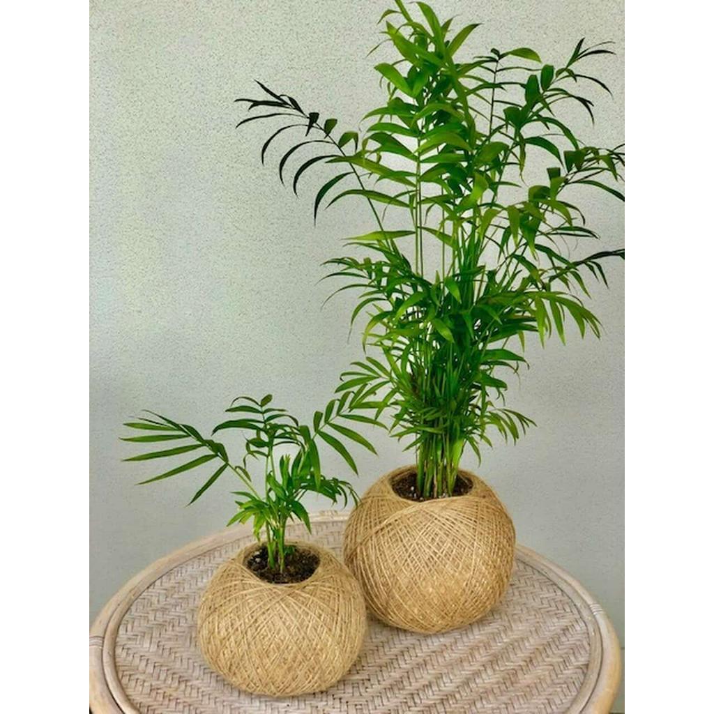 Cây CAU TIỂU TRÂM