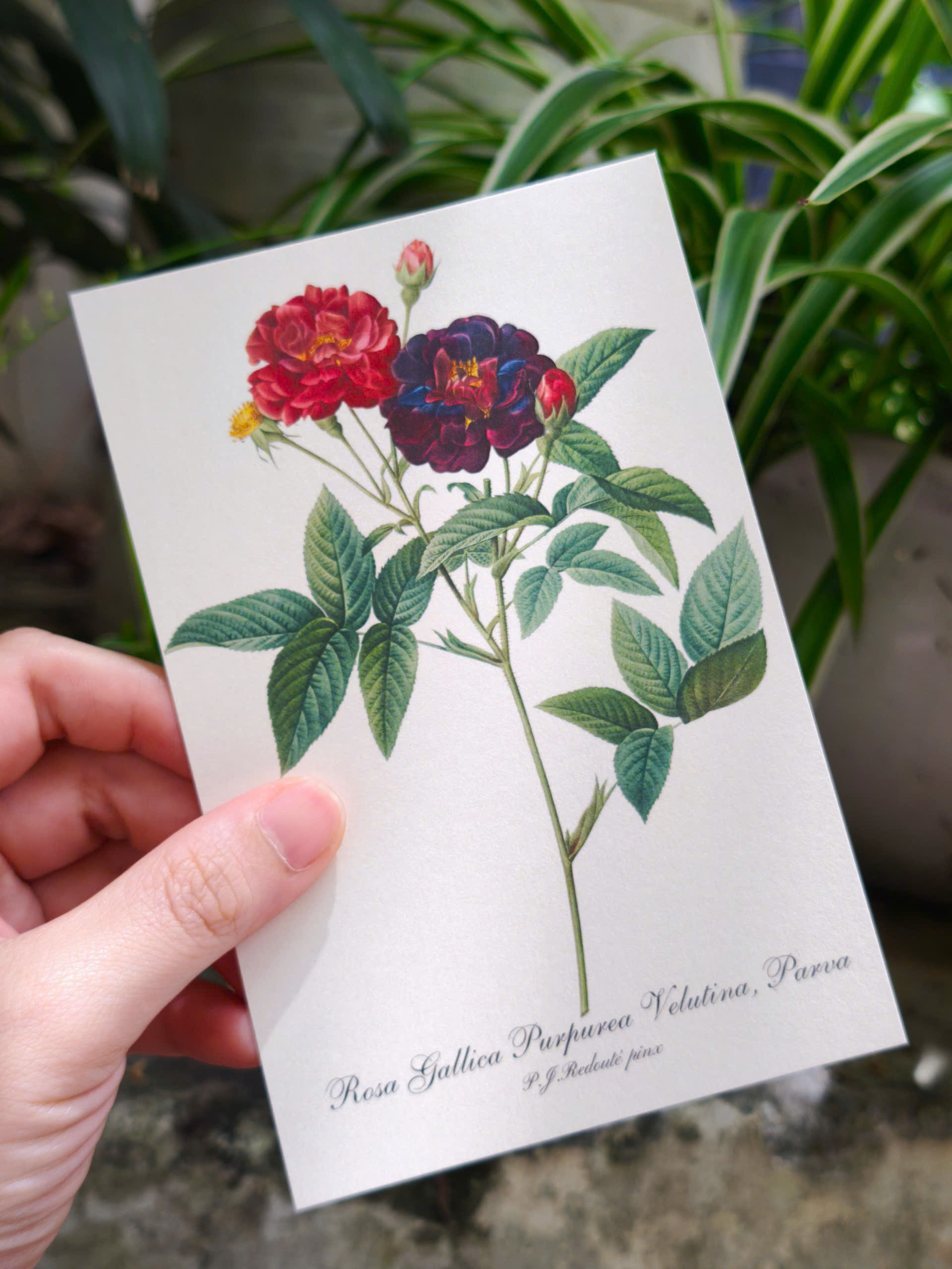BỘ POSTCARD HOA HỒNG sử dụng 100 bức minh hoạ gốc trong sách Les Roses – Redoute (Nho Xanh)