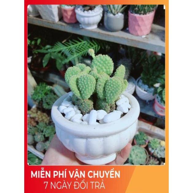 Chậu Xương Rồng Tai Thỏ