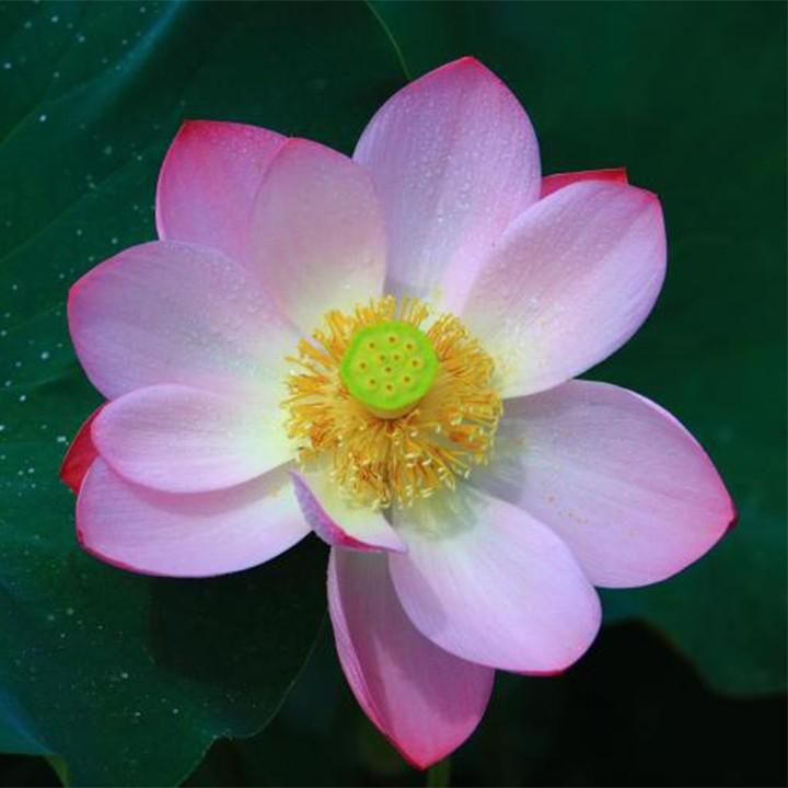 Đèn trần trang trí phòng khách LED 15 cánh sen 3 chế độ màu có điều khiển lighthouse