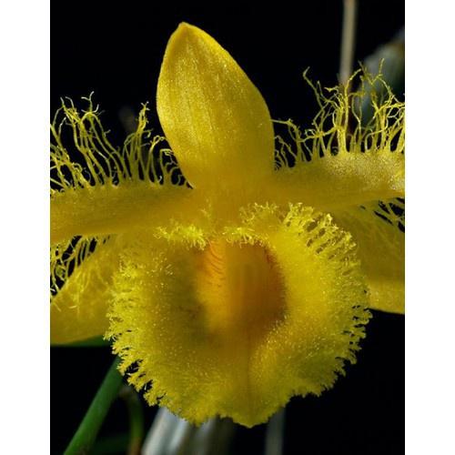 1 bảng KIỀU MÔI TUA hàng rừng thuần chậu siêu to, hoa siêu đẹp