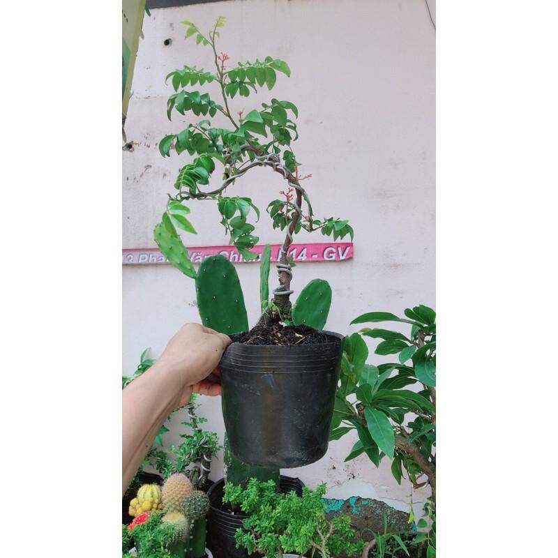 Cây Khế Bonsai