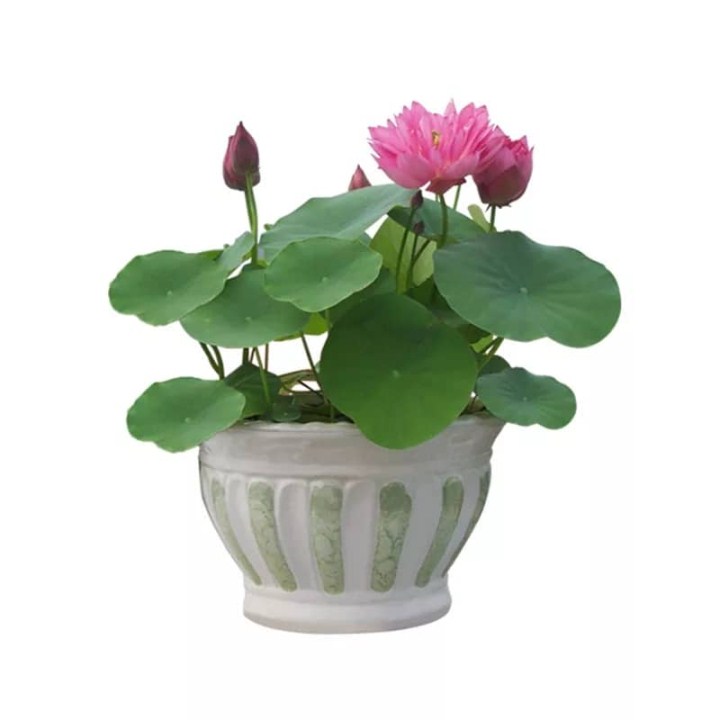 Gói 20 hạt giống sen nhật mini đủ màu sắc