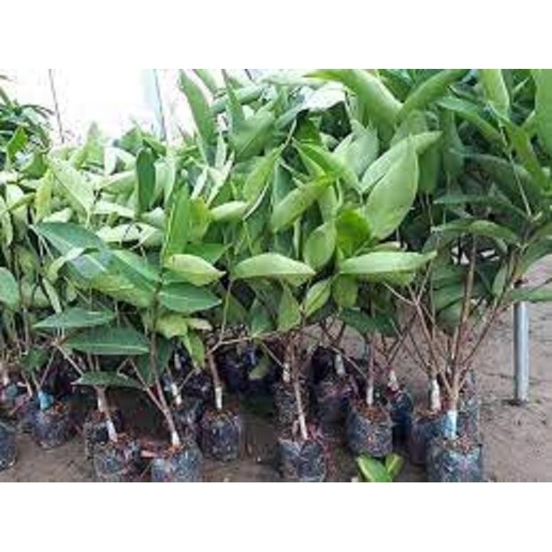 CÂY GIỐNG ROI ĐỎ THÁI LAN SIÊU NGON SIÊU QUẢ- CAM KÊT GIỐNG CHUẨN