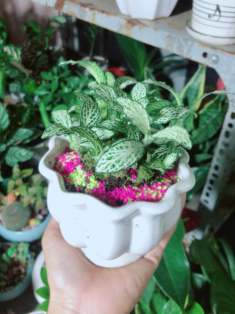 Chậu Cây Cẩm Nhung Màu Xanh