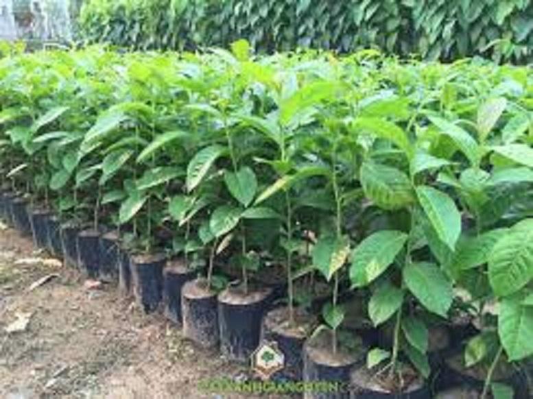 Cây Bằng lăng tím - cây giống, hoa đẹp, giá rẻ - Cam kết giống chuẩn