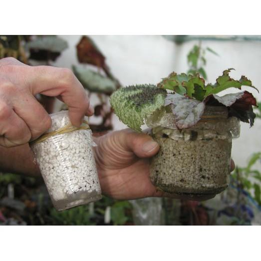 Đá Trân Châu Trồng Cây_ 100gr