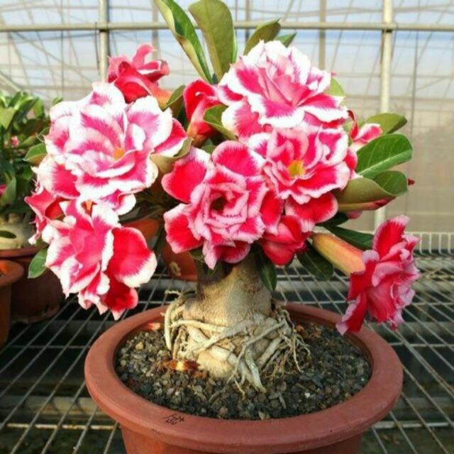 Cây đẹp, Sứ thái giống mới loại siêu hoa